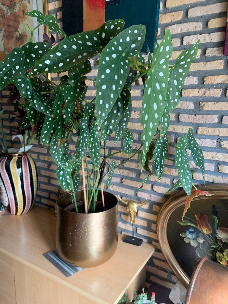 Heel grote plant begonia maculata, Enlèvement