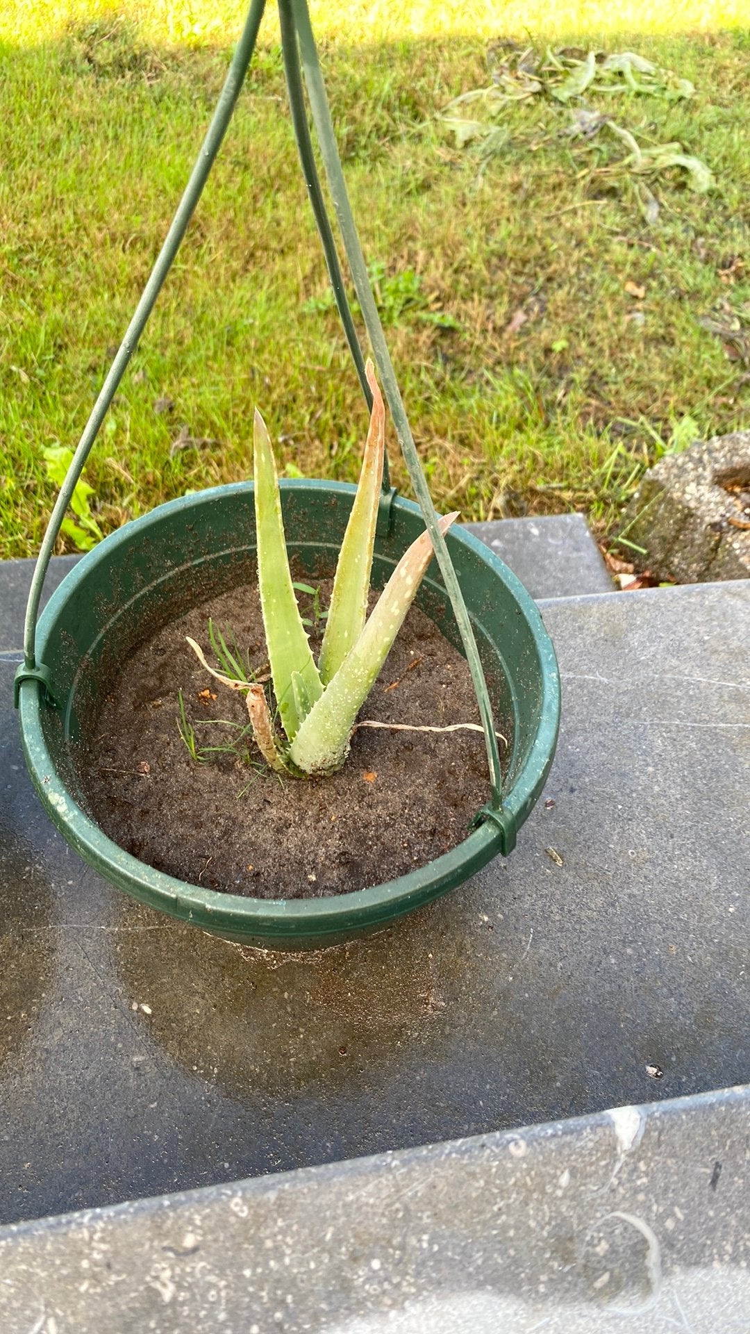 Aloe verra planten, Ophalen of Verzenden, Bloeit niet, Vaste plant, Halfschaduw