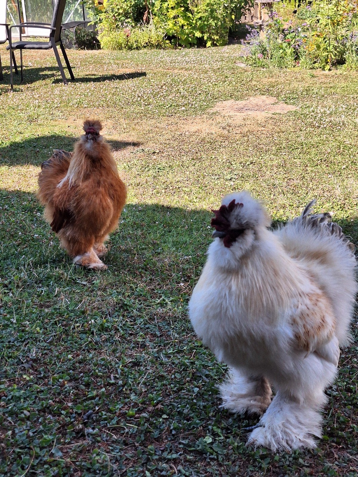 GRATIS 3 zijdehoen haantjes, Mâle, Poule ou poulet