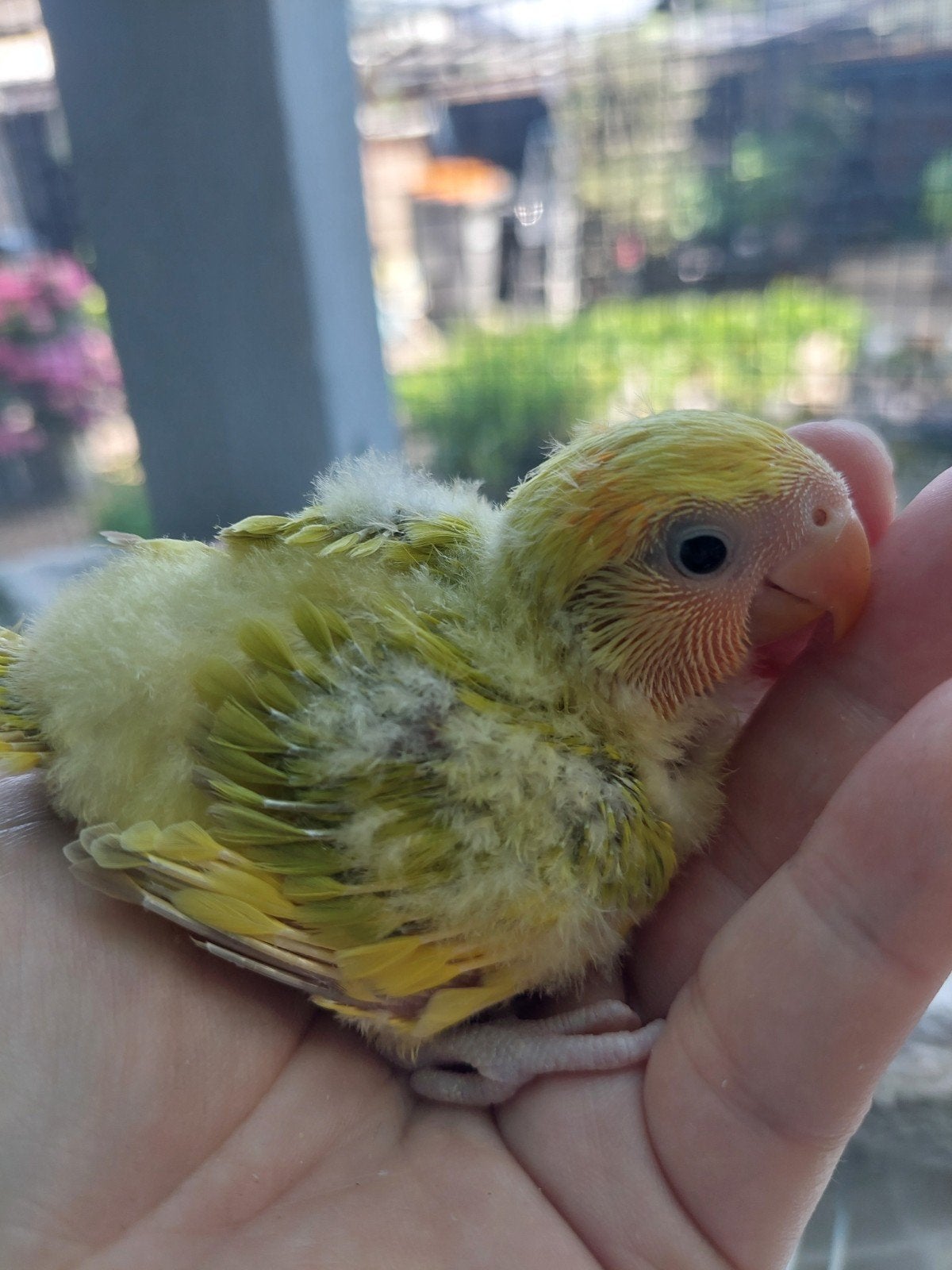 Roseicollie baby handtam, Bagué
