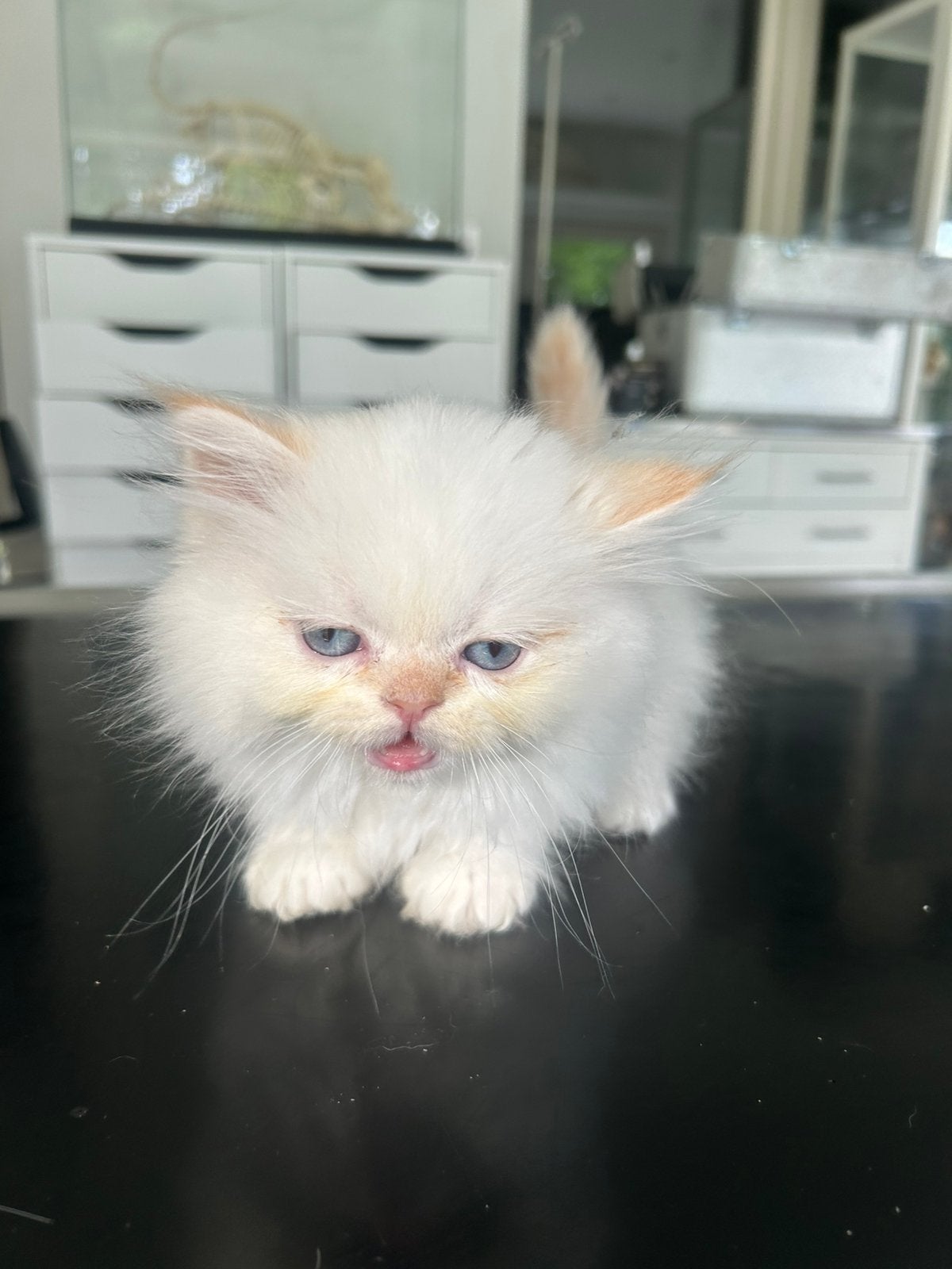 Beaux chatons persans, Animaux & Accessoires, Chats & Chatons | Chats de race | Poil long, Plusieurs animaux, 0 à 2 ans, Avec puce électronique