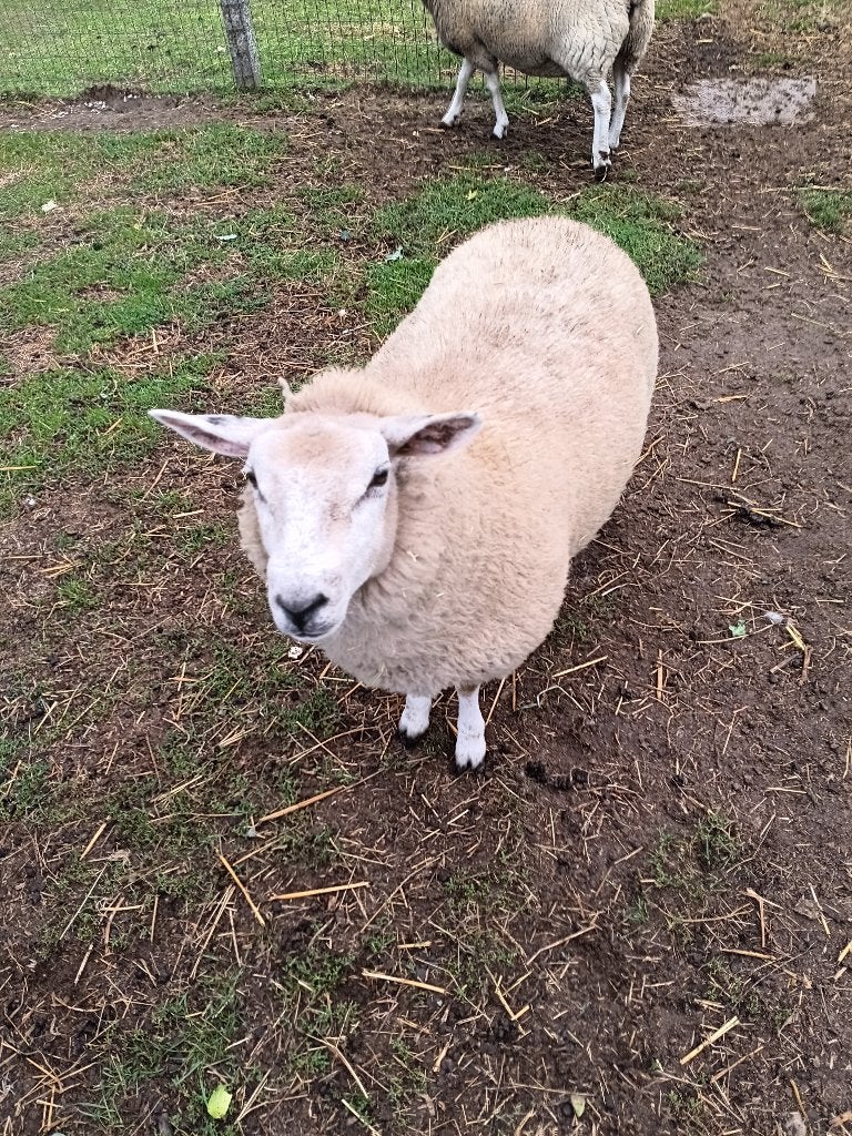 Jeune agneau de 6 mois à vendre, Femelle, Mouton, 0 à 2 ans