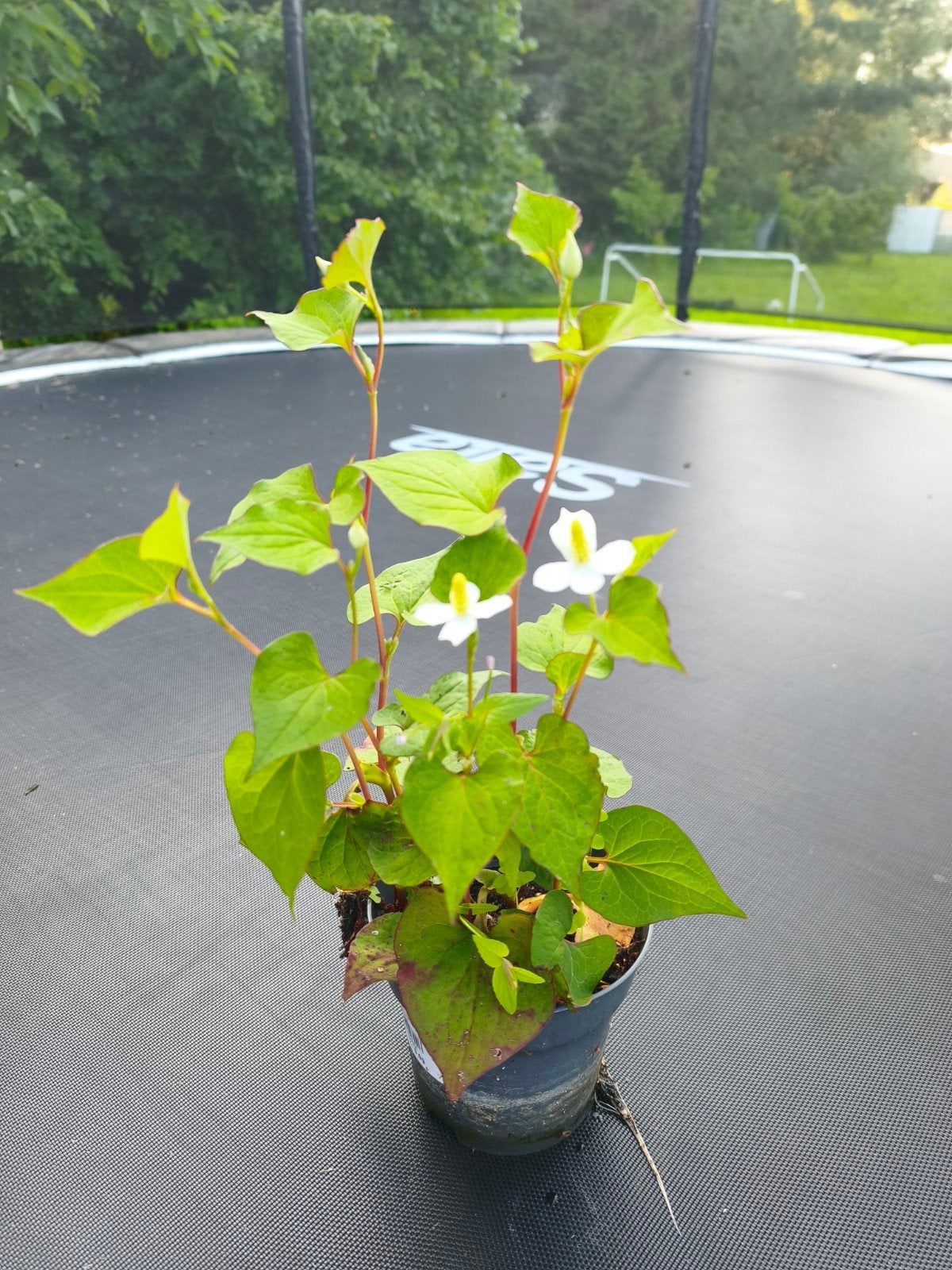 Houttuynia cordata, Ophalen