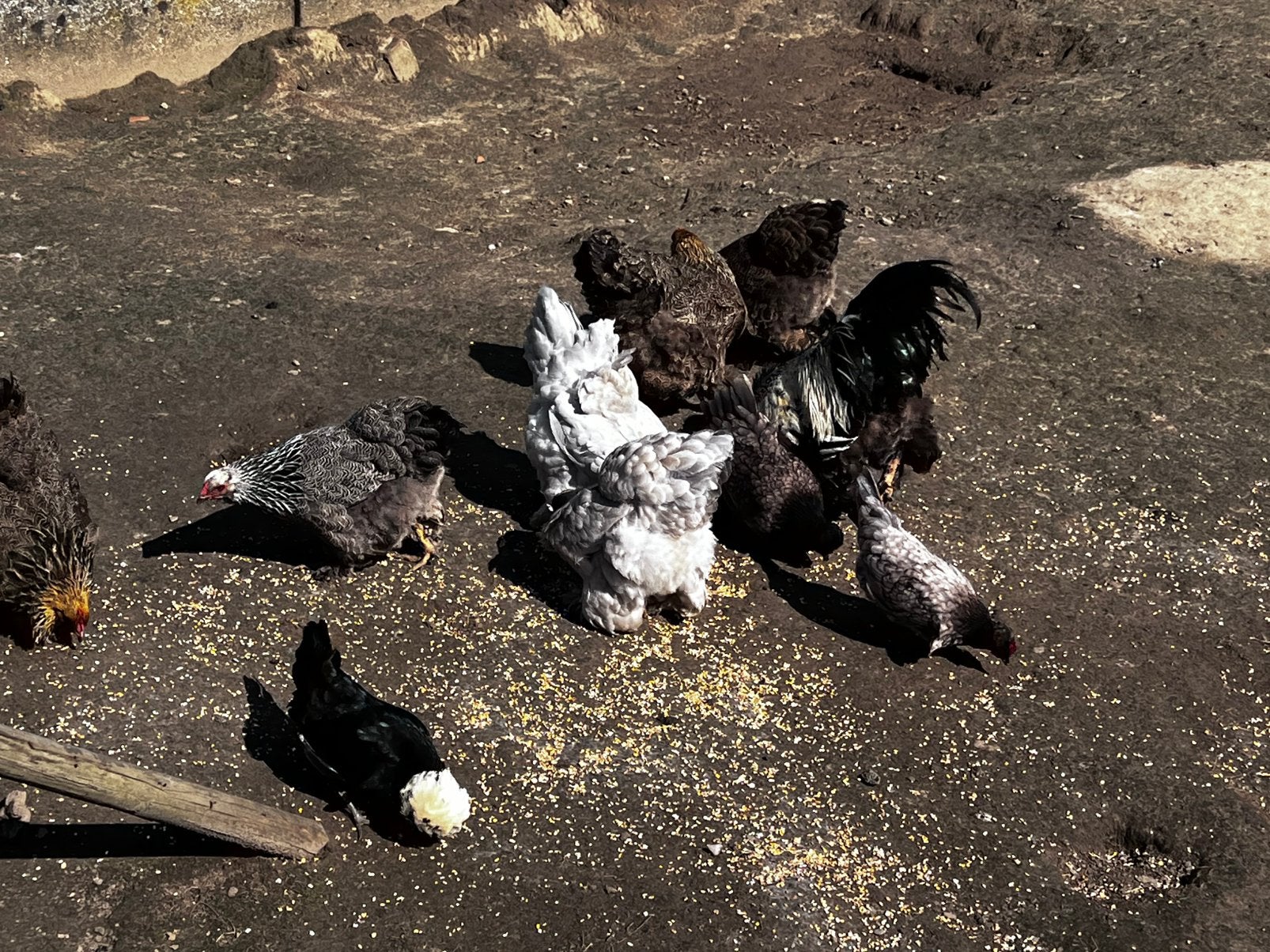 Kippen te koop apart of per paar, Dieren en Toebehoren, Pluimvee