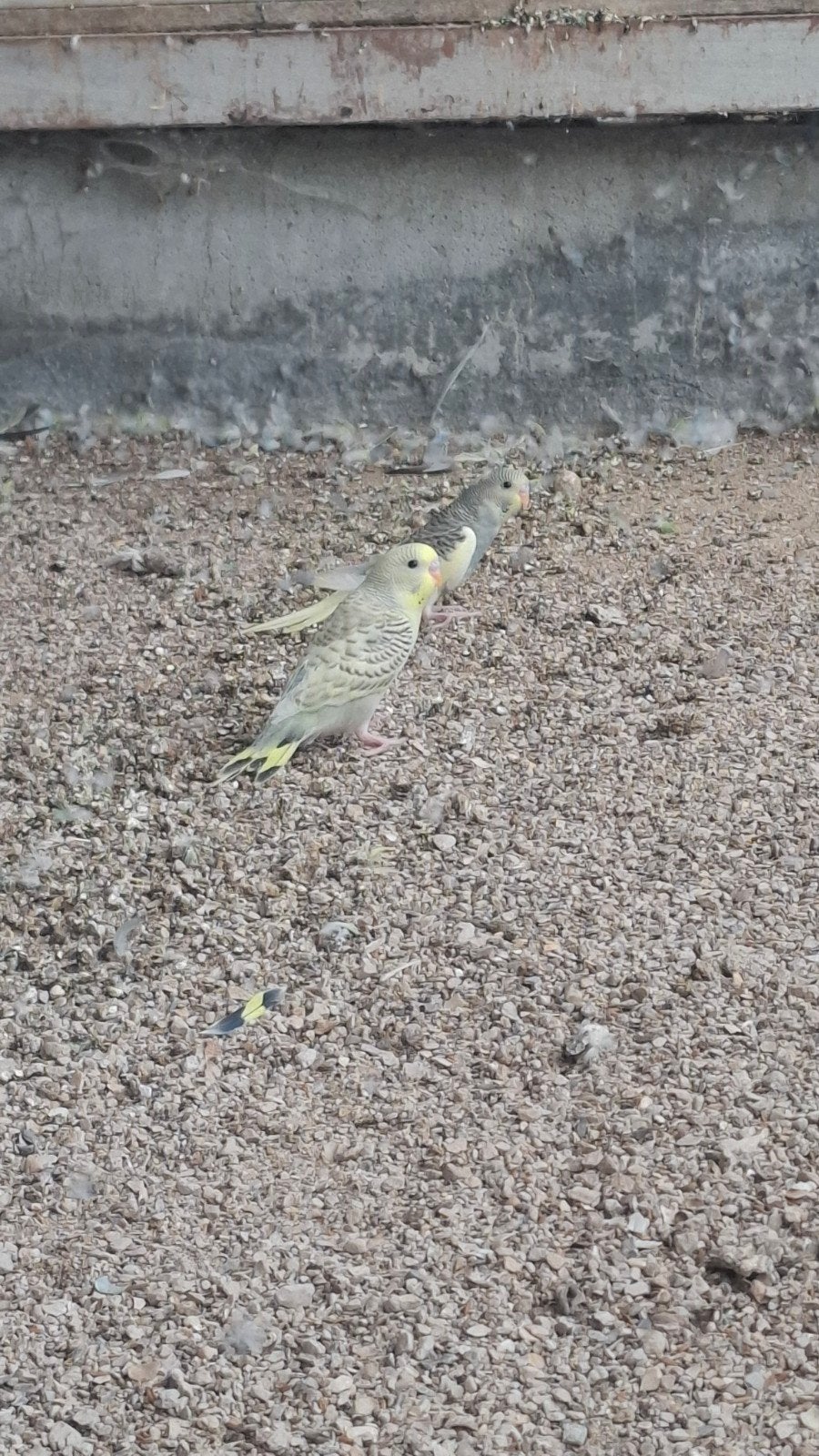 Jonge grasparkieten, Plusieurs animaux, Perruche