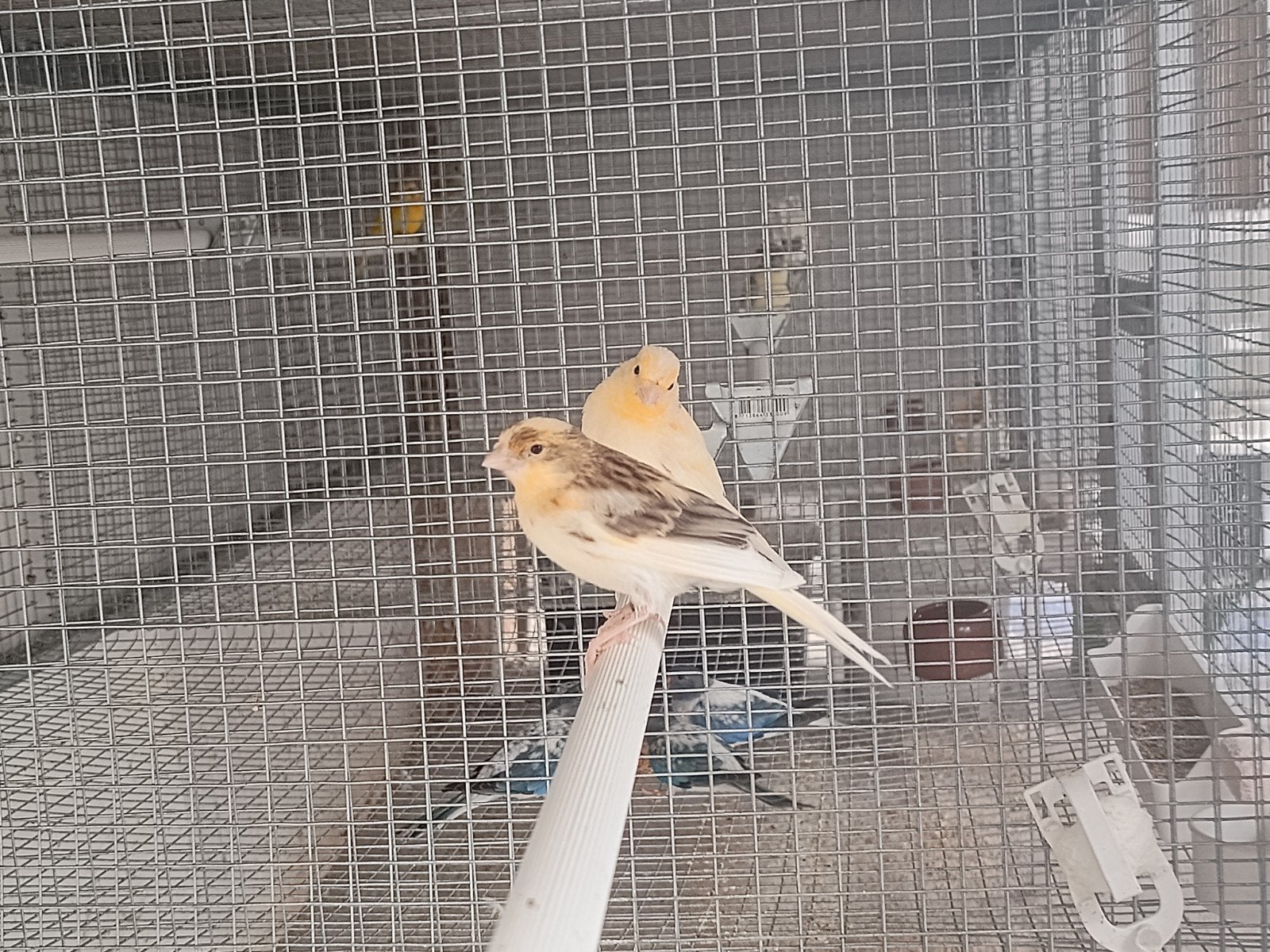 kanaries, Dieren en Toebehoren, Vogels | Kanaries, Geslacht onbekend