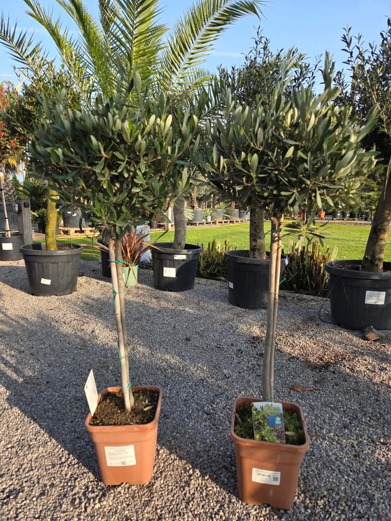 Olijfboom Olea Europaea, Tuin en Terras, Ophalen, Olijfboom