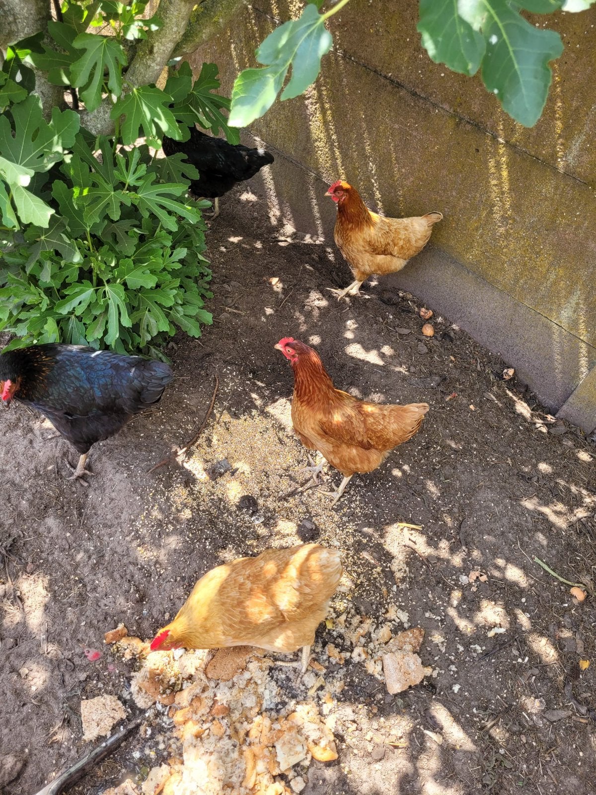 5 legkippen en slaapplekje, Dieren en Toebehoren, Pluimvee