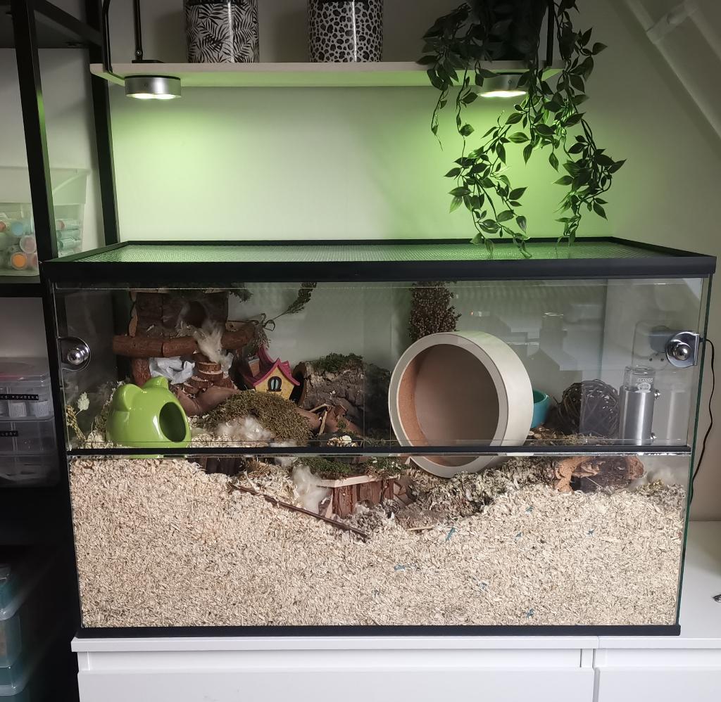 Hamster terrarium van glas met schuifruiten, Dieren en Toebehoren, Knaagdieren en Konijnen | Hokken en Kooien, Nieuw, Hok, Minder dan 60 cm