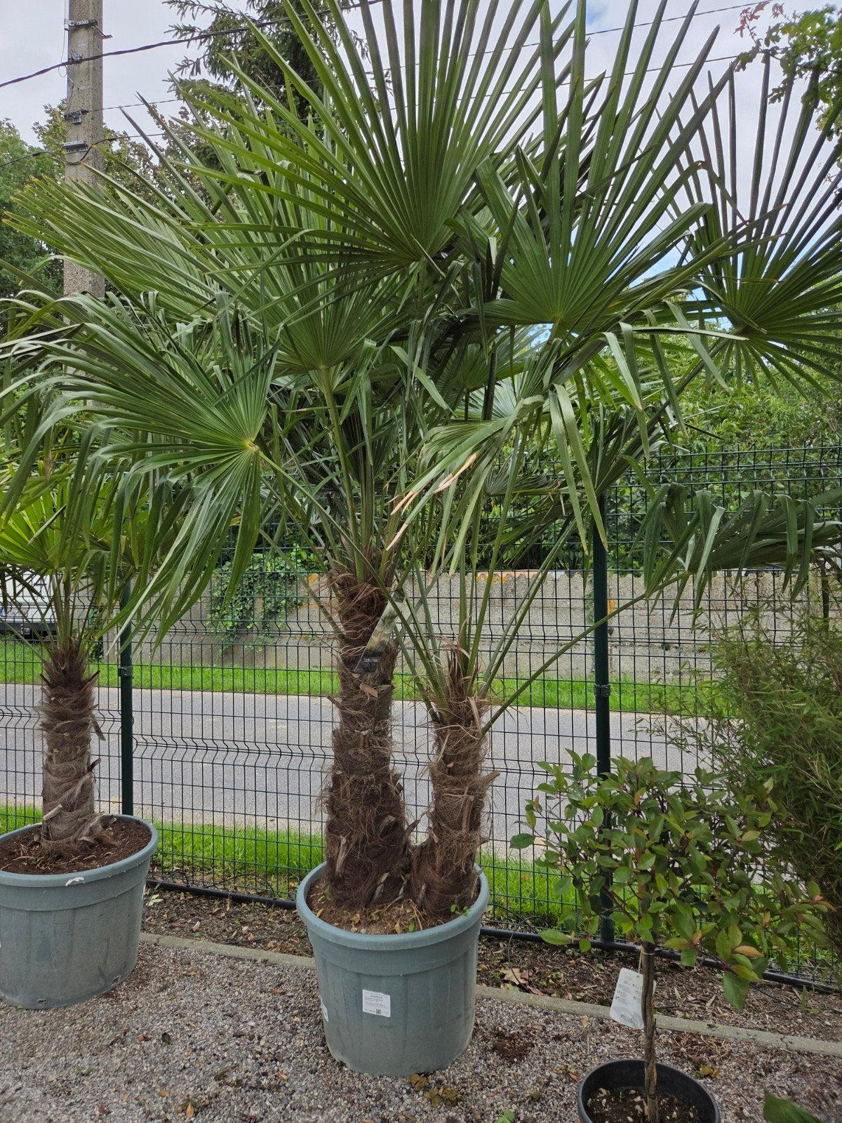 Winterharde palmboom Trachycarpus Fortunei 2 stam, Ophalen, Halfschaduw, Palmboom