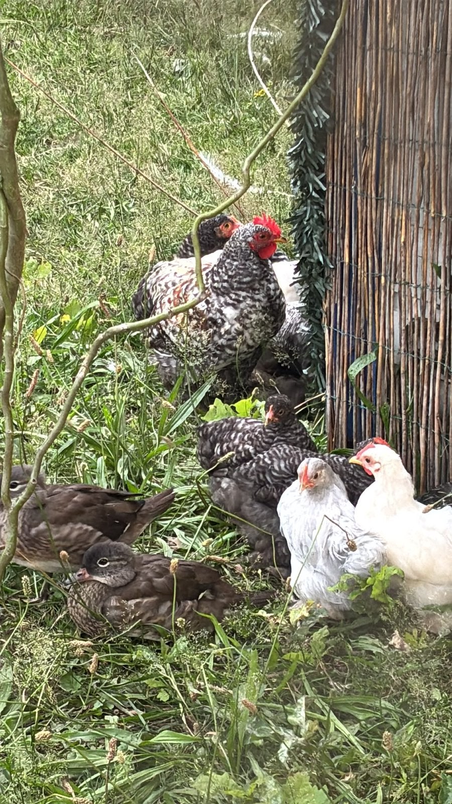 Gratis Cochin kriel haantjes ., Dieren en Toebehoren, Pluimvee, Mannelijk, Kip