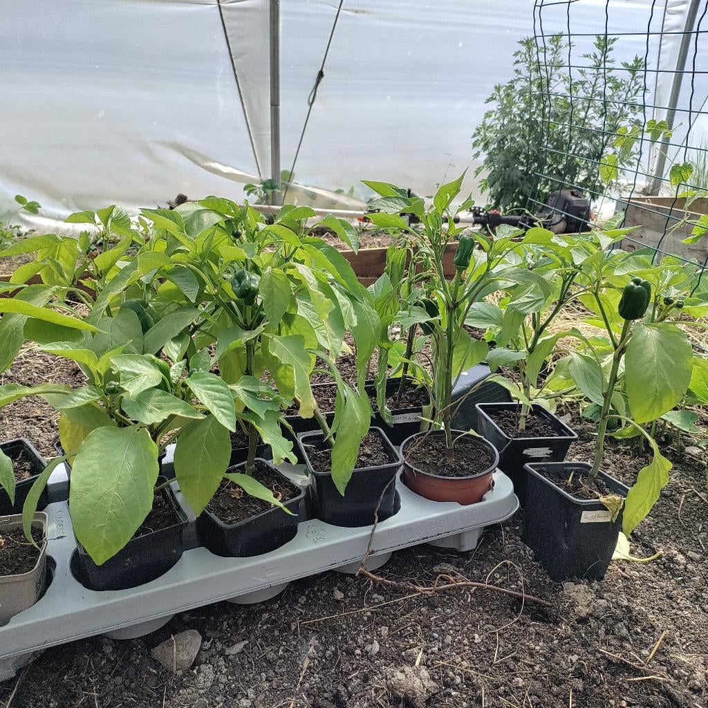 Poivron rouge doux d Espagne plant, Tuin en Terras, Ophalen