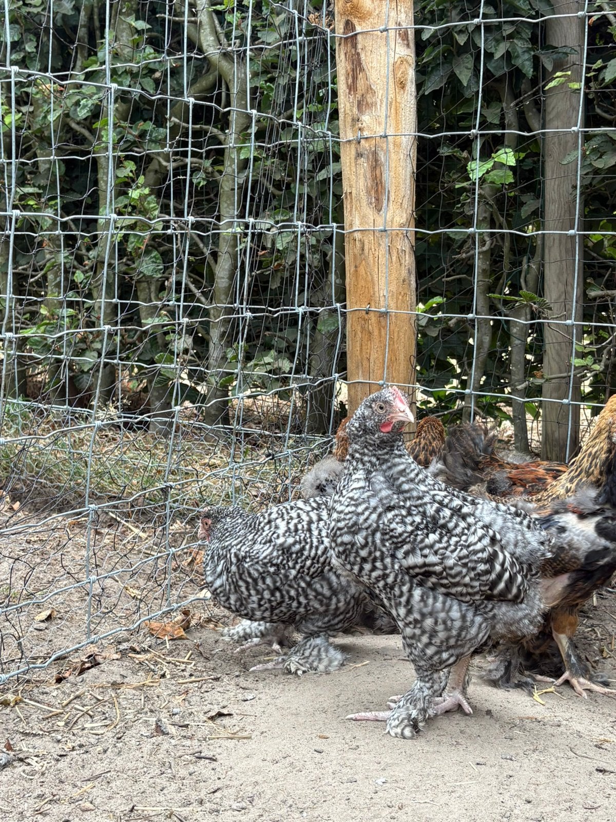 Jonge mechelse koekoek haantjes, Dieren en Toebehoren, Pluimvee