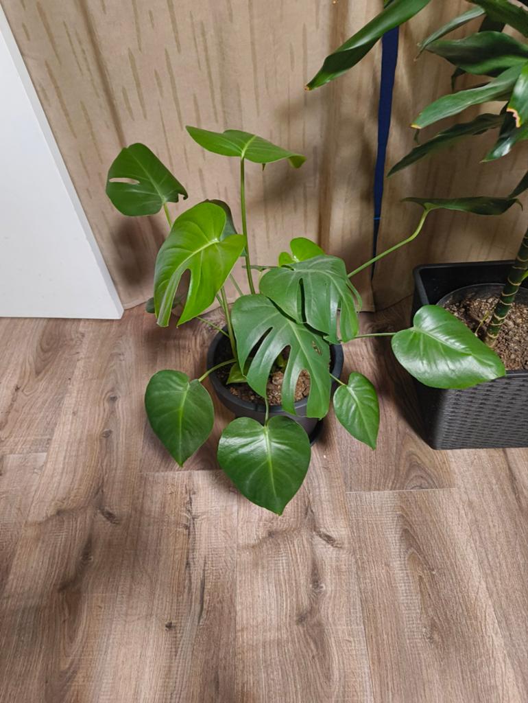 Kamerplant Monstera, Huis en Inrichting, Kamerplanten, Ophalen, Overige soorten, Halfschaduw, Minder dan 100 cm