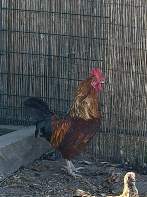 Haan gratis op te halen, Dieren en Toebehoren, Mannelijk, Kip