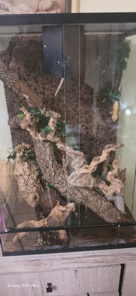 Koppel Wimper GEKKO, s met terrarium, Dieren en Toebehoren, Overige soorten, Met terrarium, 0 tot 2 jaar