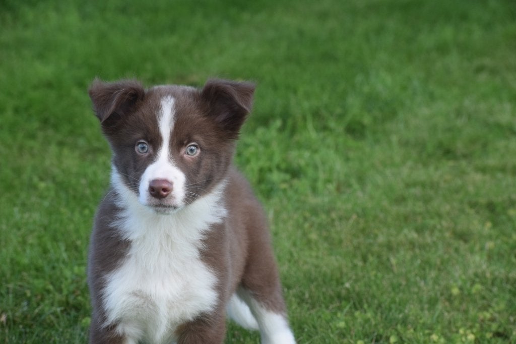 Border collie pups, Dieren en Toebehoren, België, 8 tot 15 weken, Collie, Meerdere