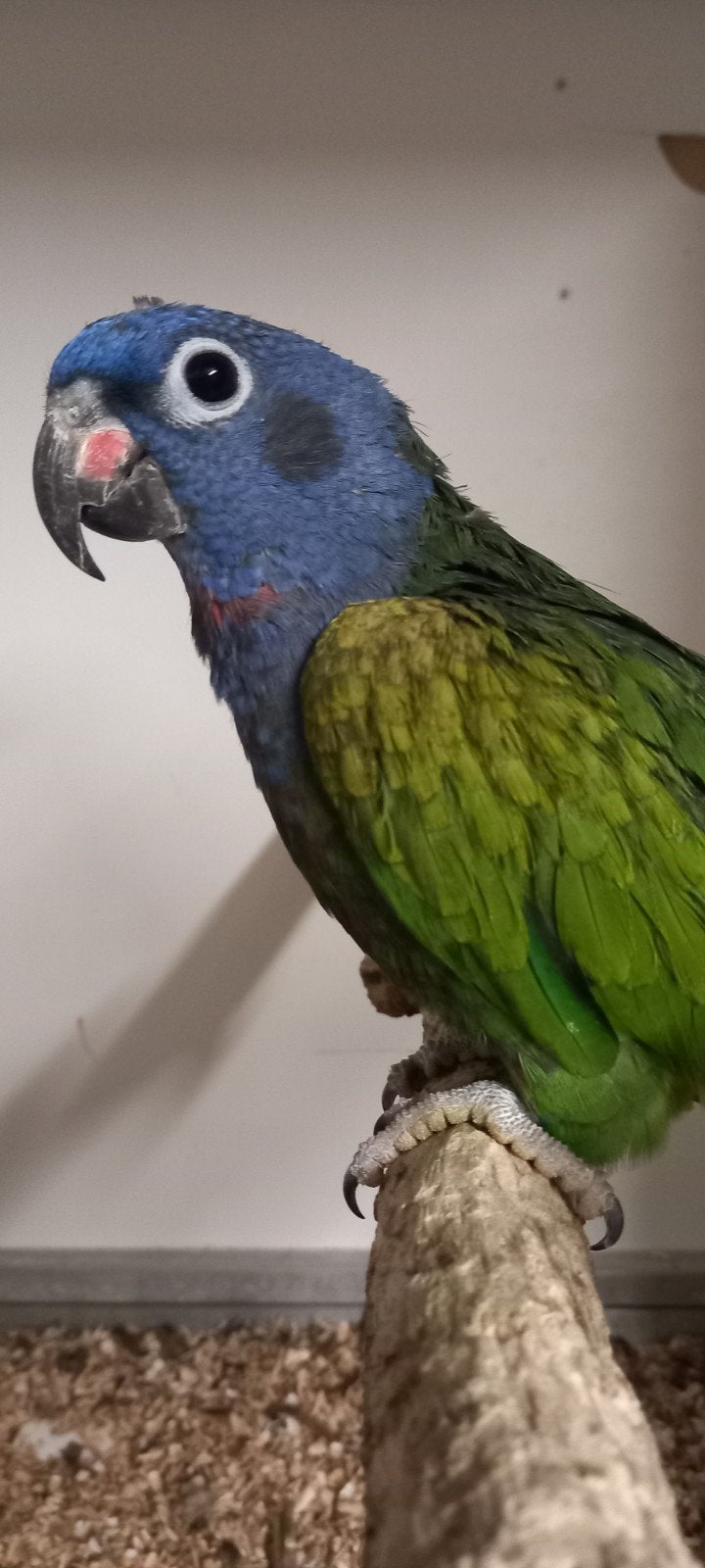 Pionus menstruus, Dieren en Toebehoren, Mannelijk, Papegaai, Geringd