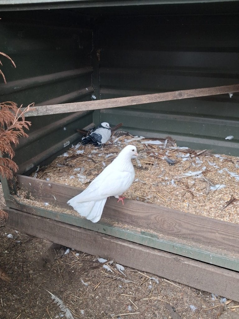 Pauwstaarten, Dieren en Toebehoren, Meerdere dieren, Overige soorten