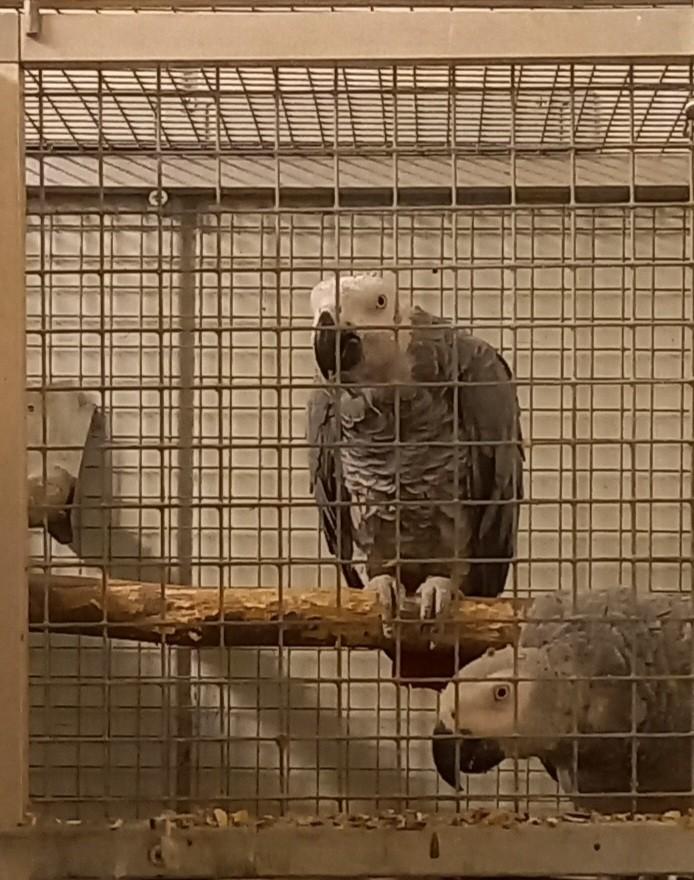 Couple de Gris du gabon
