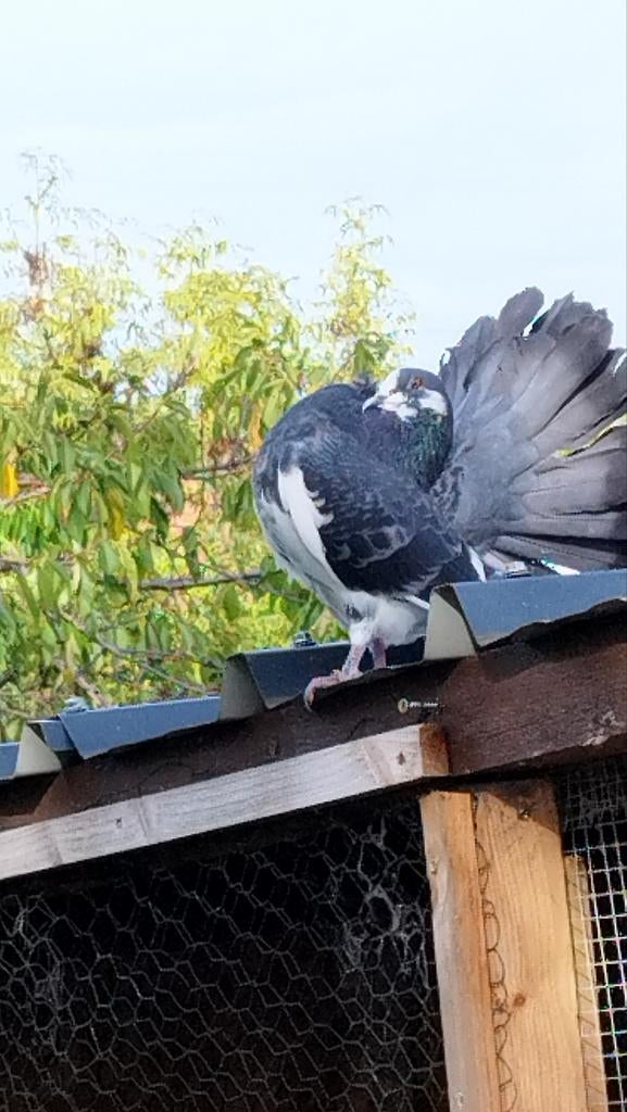 pigeons Queue de paon