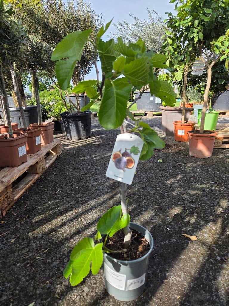 Ficus Carica - vijgenboom, Enlèvement