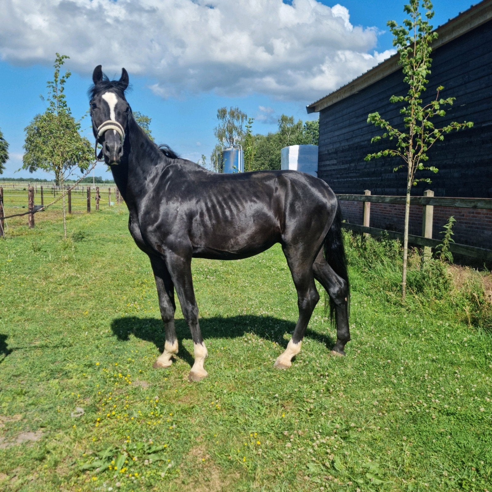 Knappe lieve 3 jarige ruin, Met stamboom, Ruin, Dressuurpaard, Onbeleerd