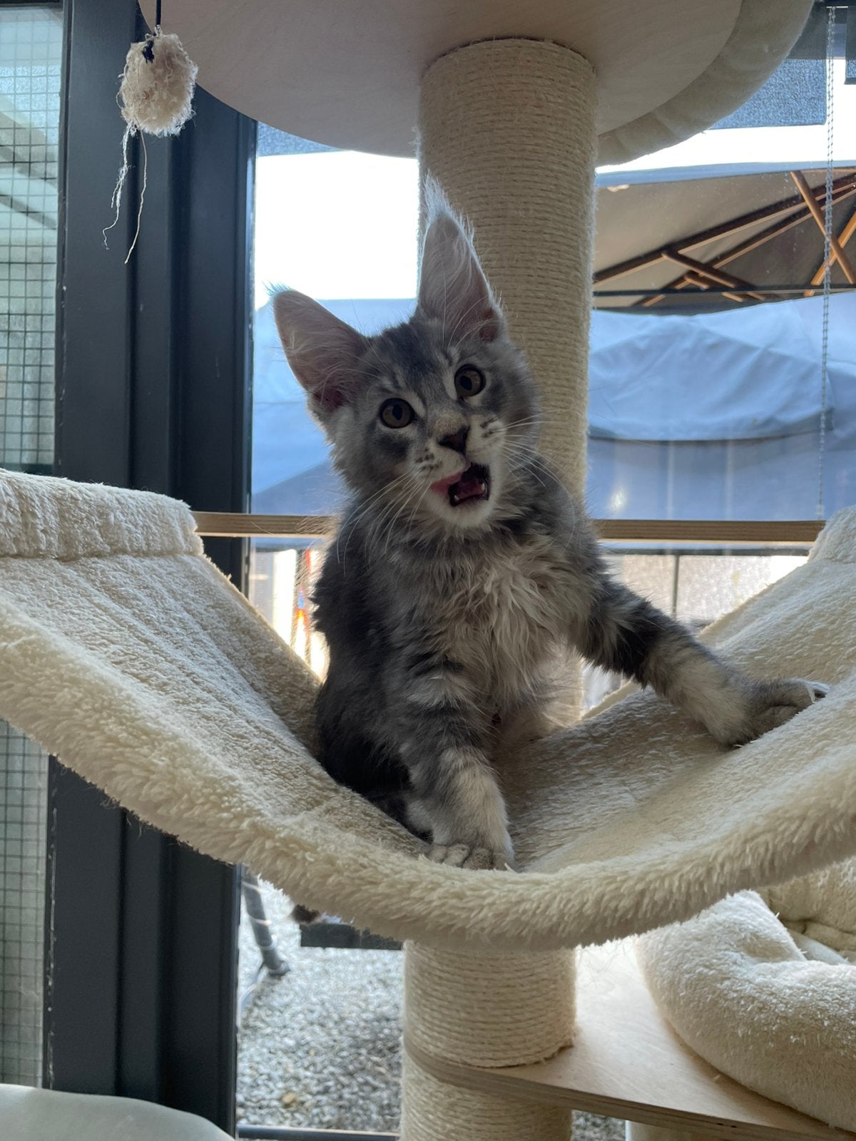 Maine coon, Kater, Met stamboom, 0 tot 2 jaar