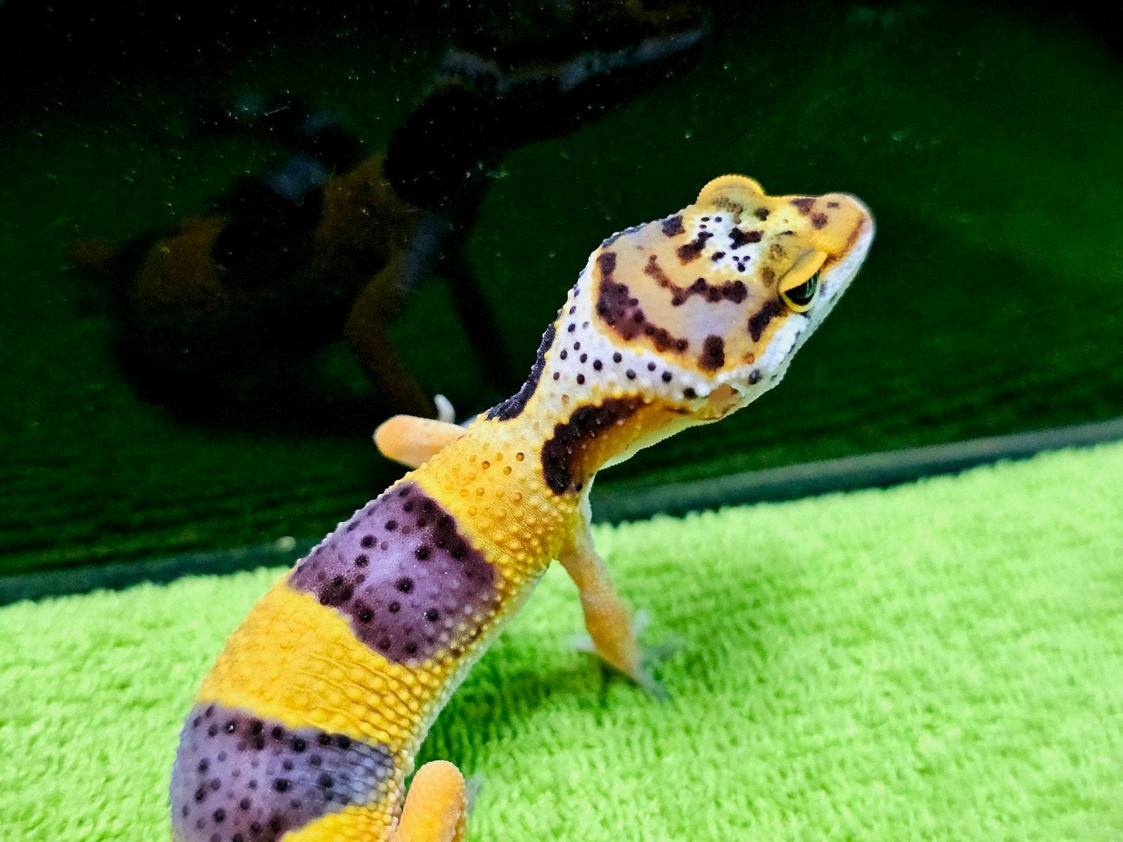 luipaardgekko baby F, Animaux & Accessoires, Reptiles & Amphibiens, Lézard, Domestique, 0 à 2 ans