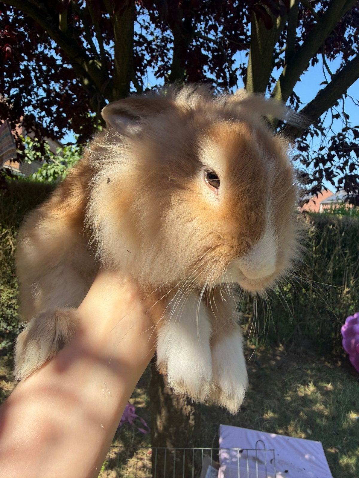 Teddy dwergkonijntjes van 12 weken oud te koop, Dieren en Toebehoren