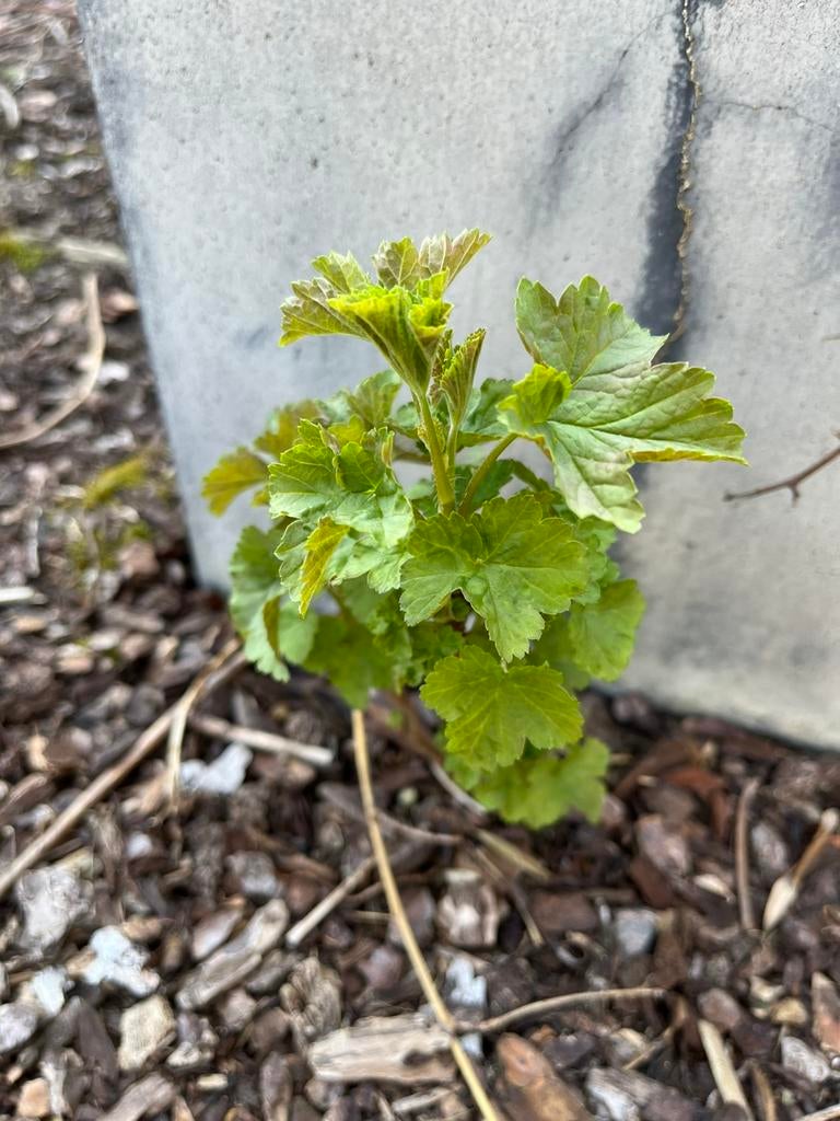 Aalbesplantjes, Tuin en Terras, Planten | Tuinplanten, Ophalen
