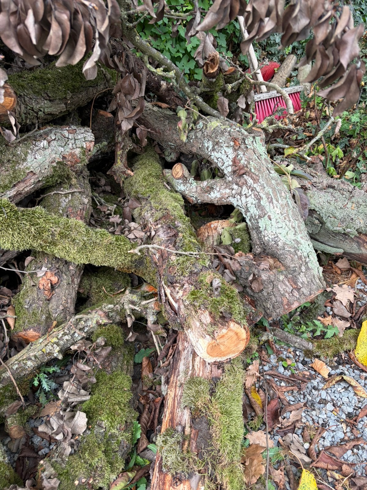 Brand hout peren, Tuin en Terras, Ophalen of Verzenden, Stammen