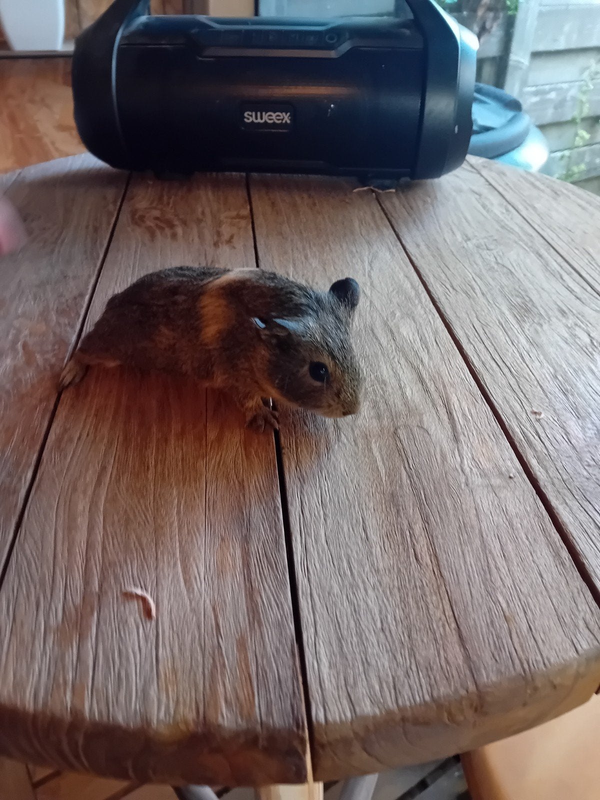 mooi cavia zeugje, Dieren en Toebehoren, Knaagdieren, Juni, Cavia