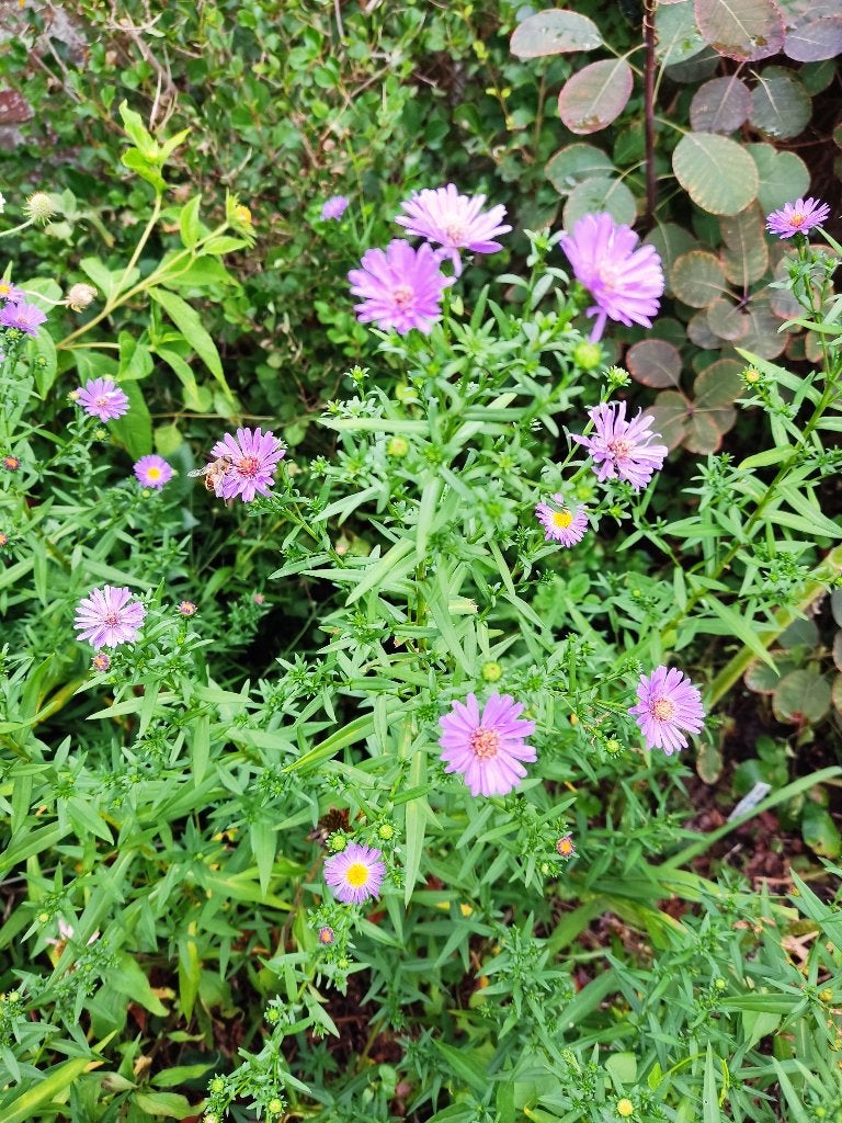 Aster paars, Tuin en Terras, Planten | Tuinplanten, Ophalen, Vaste plant