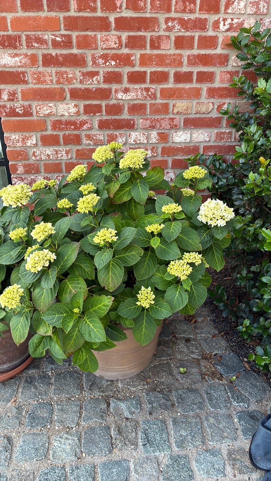 Bloempotten, Ophalen