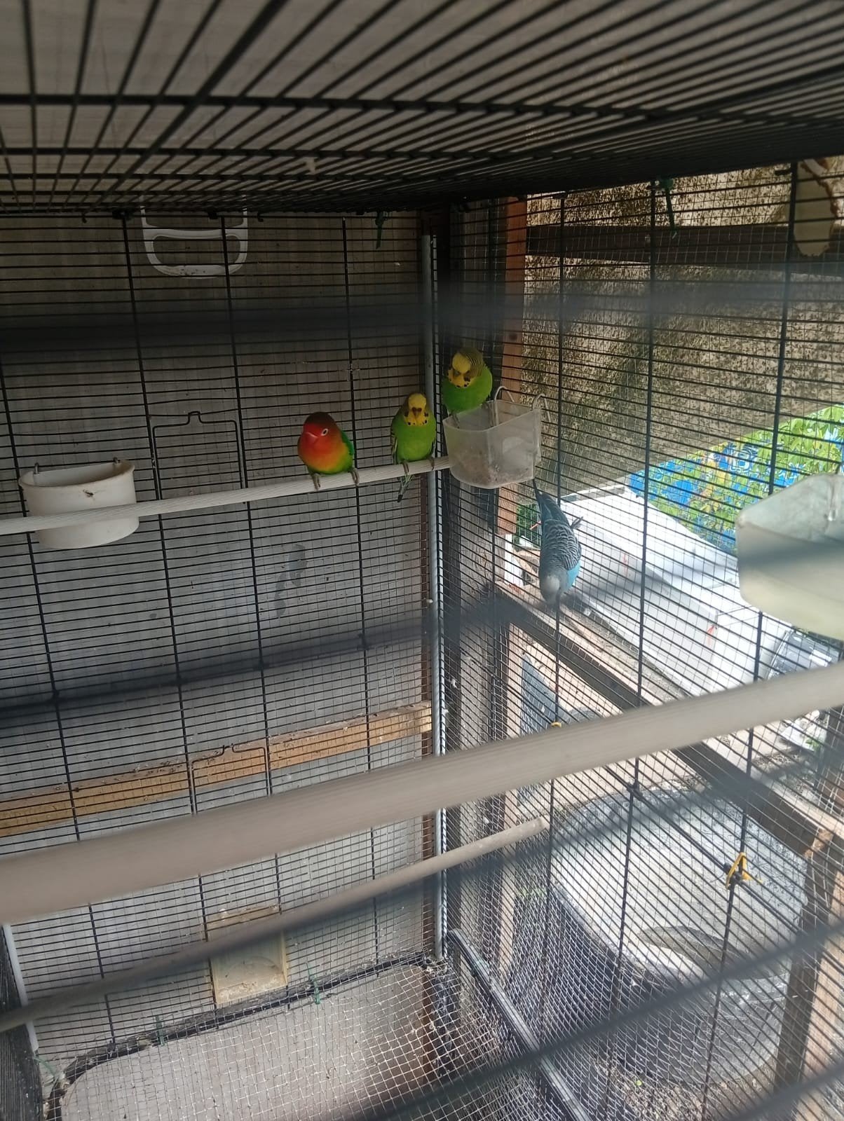 inséparables, Animaux & Accessoires, Perruche