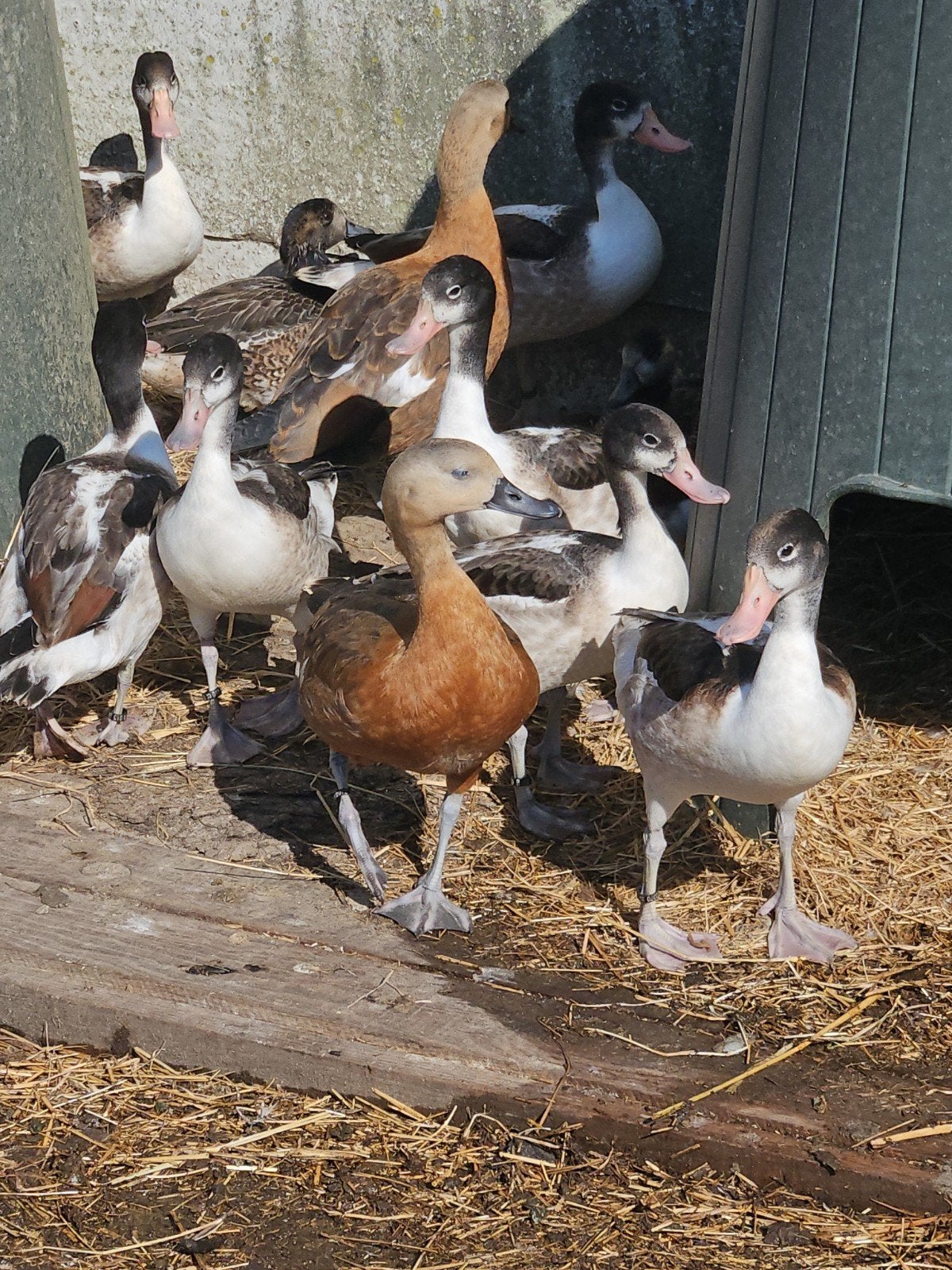 Bergeenden, Dieren en Toebehoren, Pluimvee
