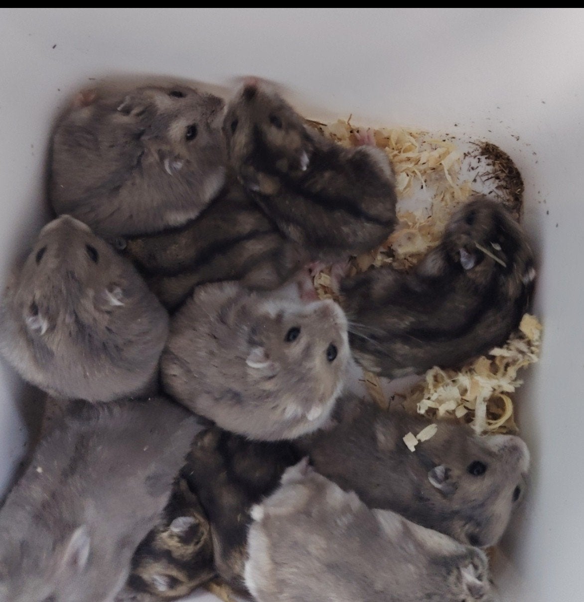 Russische hamsters, Dieren en Toebehoren, Oktober, Meerdere dieren