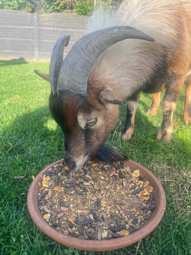 Geitenbok dwerggeit, Dieren en Toebehoren, Schapen, Geiten en Varkens, Mannelijk, Geit, 3 tot 5 jaar