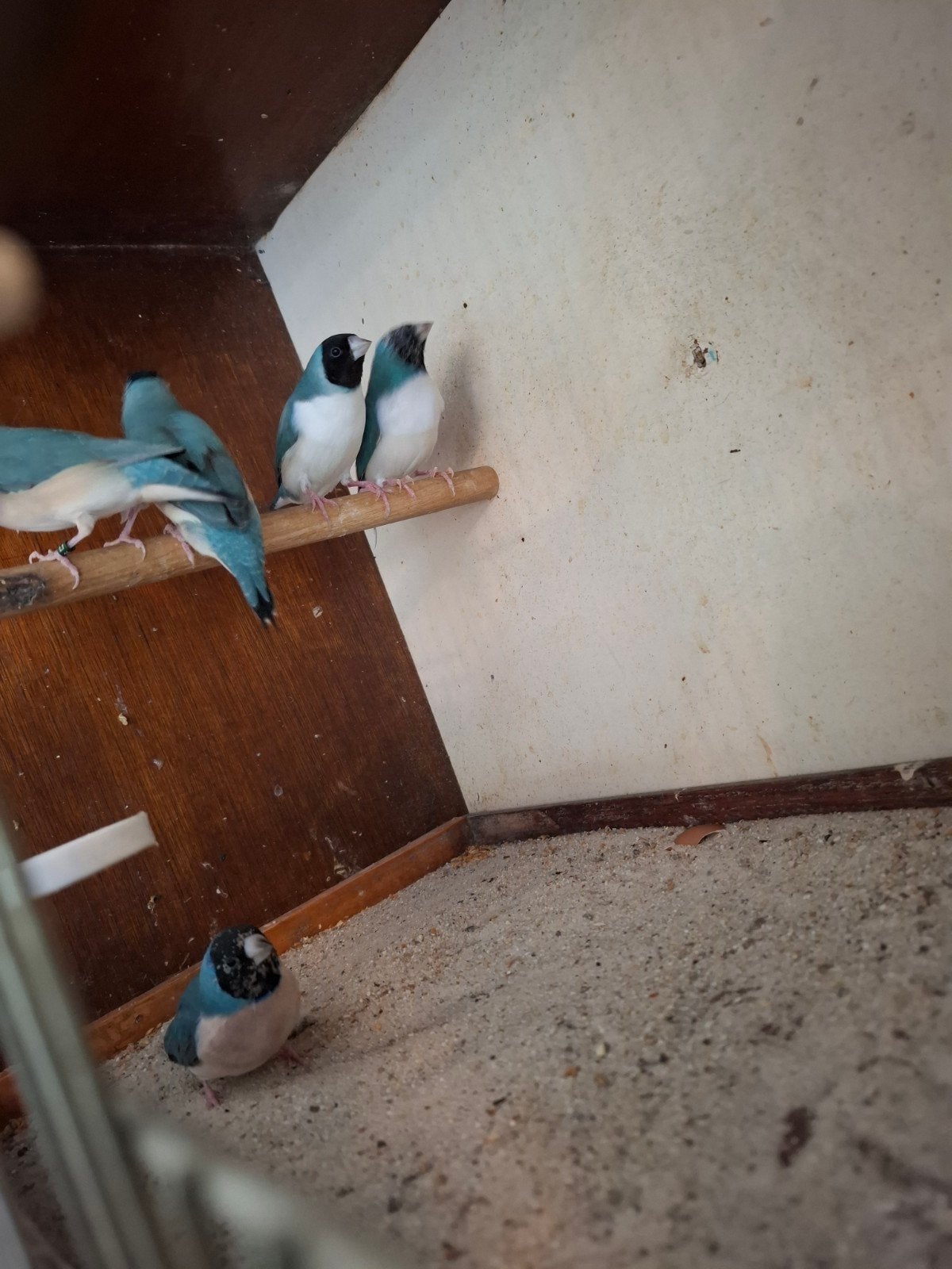 Gouldamadine, Dieren en Toebehoren
