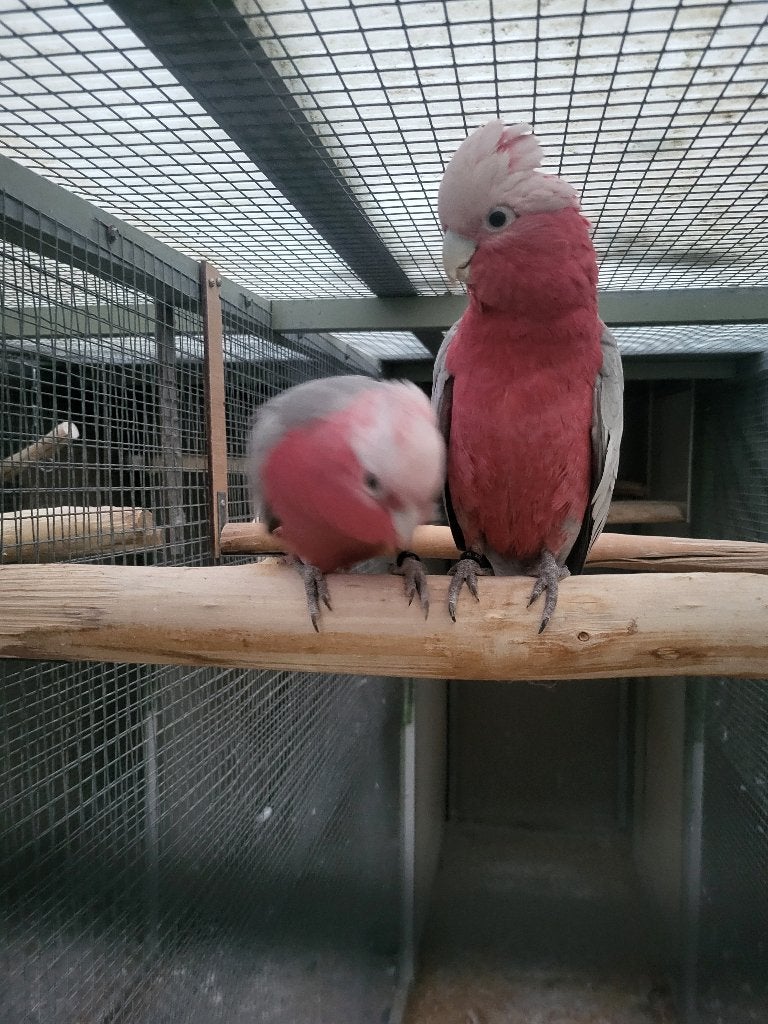 Jong onverwant handtam koppel rose kaketoes 2025 (2), Dieren en Toebehoren, Vogels | Parkieten en Papegaaien, Papegaai, Meerdere dieren