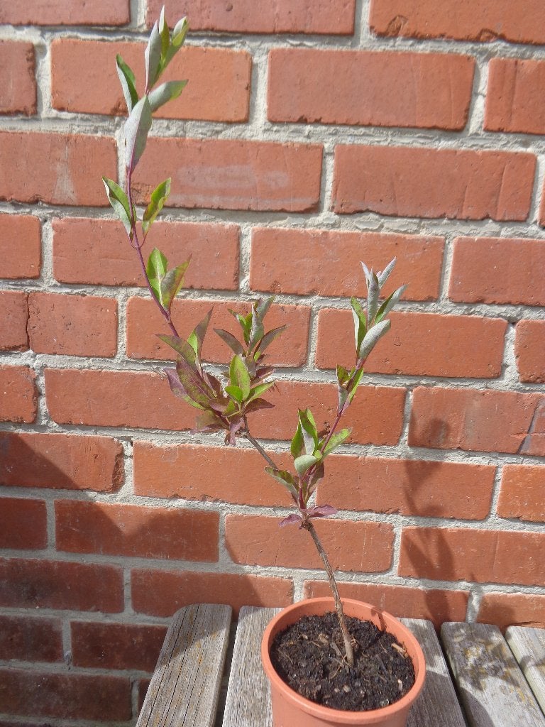 Kamperfoelie - Lonicera, Tuin en Terras, Ophalen