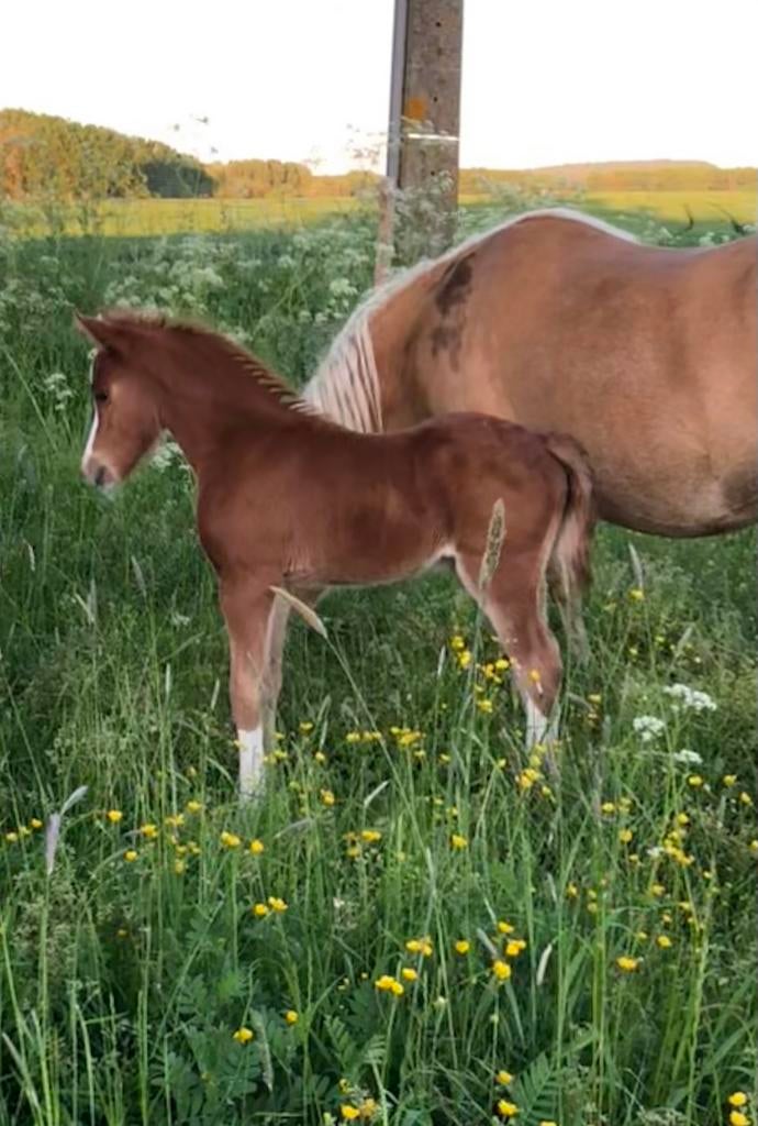 Vos welsh sectie B hengstenveulen te koop, Dieren en Toebehoren, Met stamboom, Niet van toepassing, 0 tot 2 jaar, Hengst