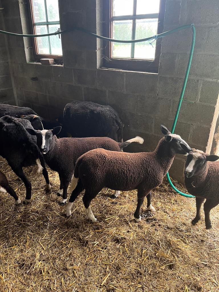 Zwartbles lammeren, Plusieurs animaux, Mouton, 0 à 2 ans