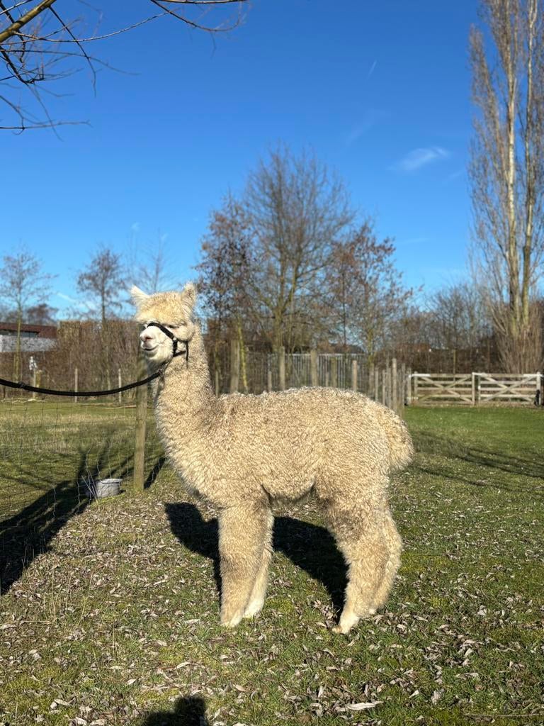 Alpaca’s te koop - stamboekdieren, Dieren en Toebehoren, Augustus, Meerdere dieren