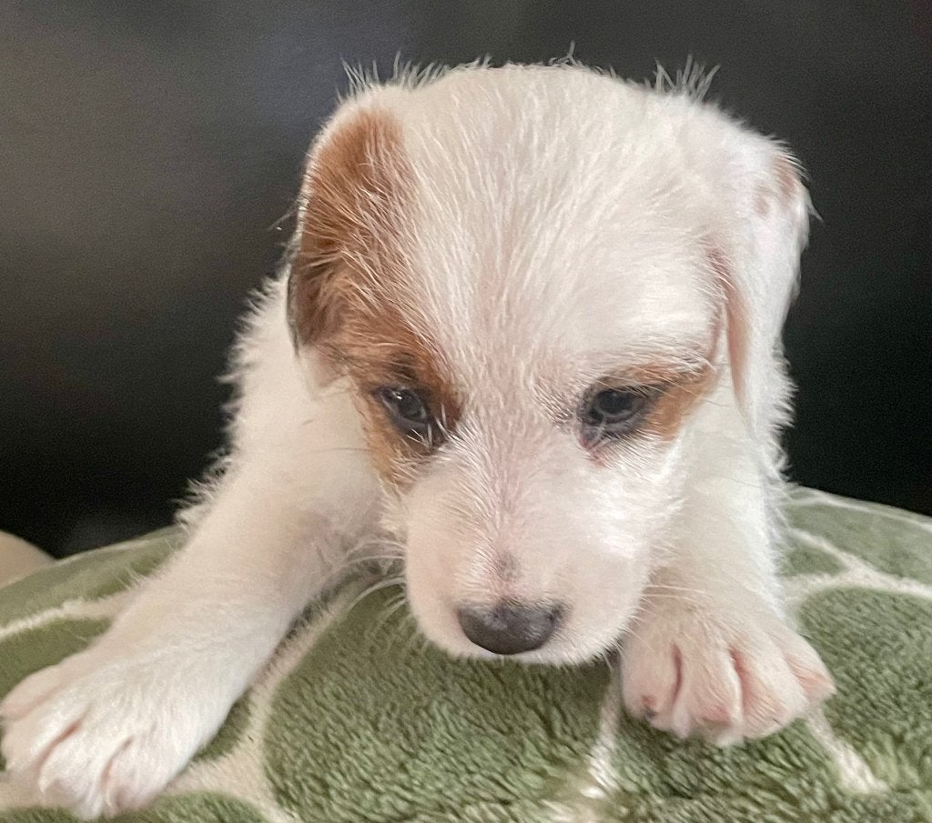 Ruwharige jack russell pups, Dieren en Toebehoren, België, Particulier, Jack Russell Terriër, 8 tot 15 weken