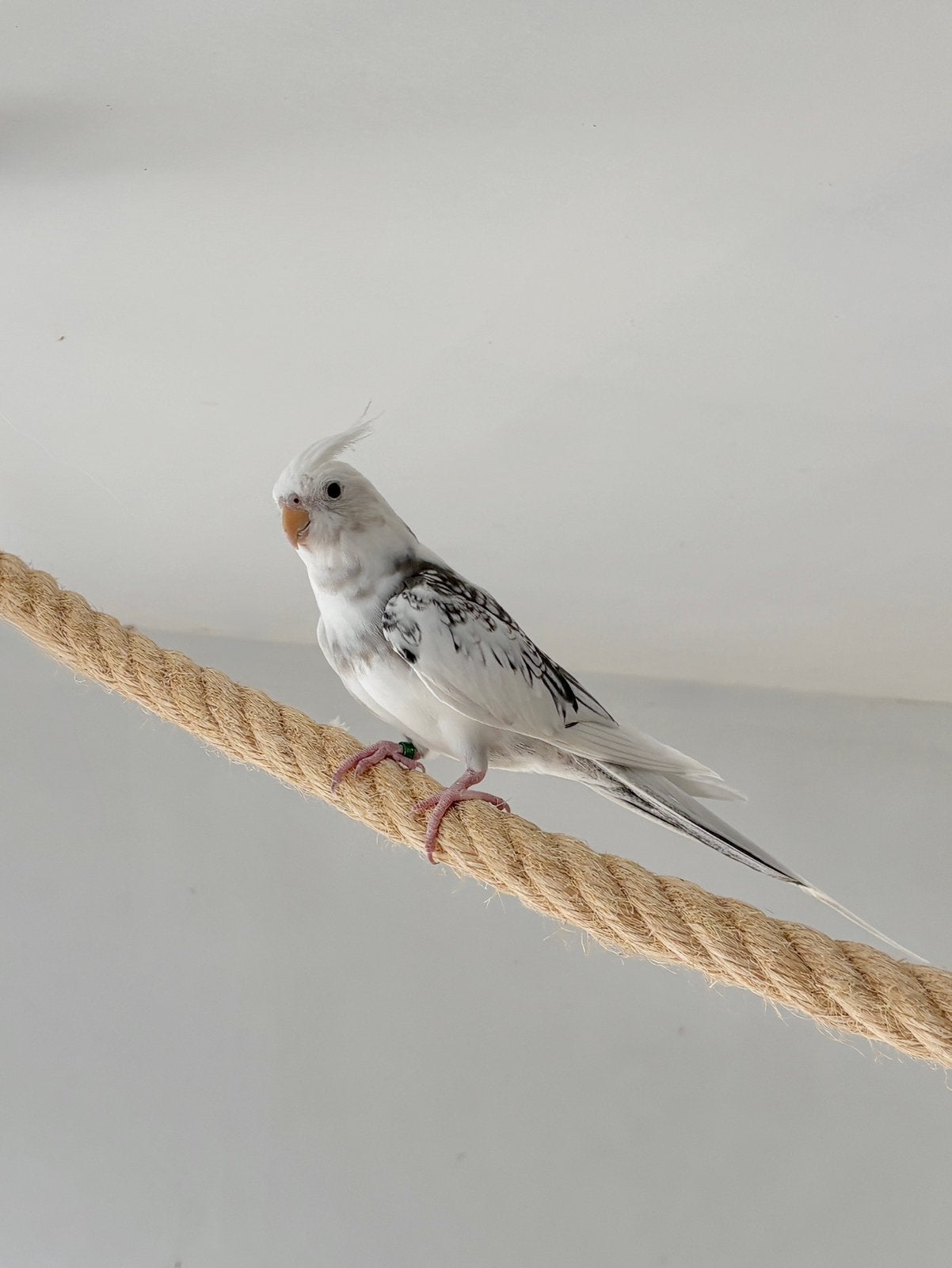 Jonge valkparkieten DNA + ZIEKTETESTEN, Dieren en Toebehoren, Meerdere dieren, Parkiet, Geringd