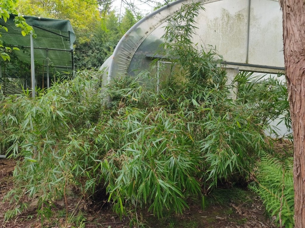 Fargesia bambou, Jardin & Terrasse, Plantes | Jardin, Enlèvement