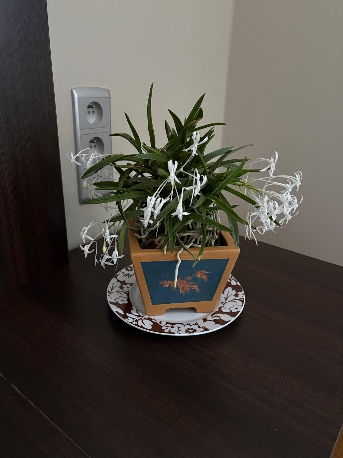 Orchidée japonaise rare et parfumée — Neofinetia falcata, Enlèvement ou Envoi