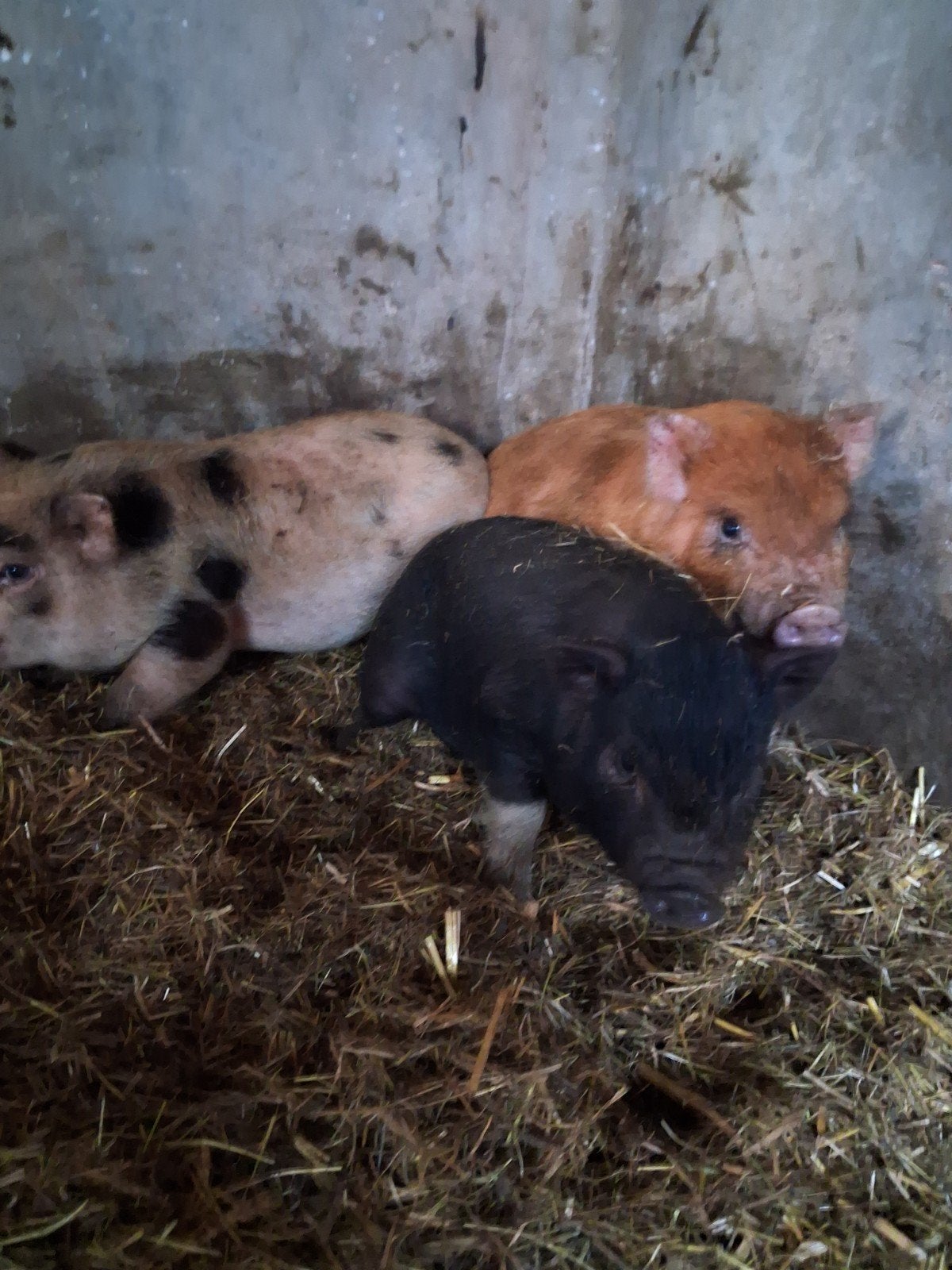 Mini varkens, Meerdere dieren, Varken